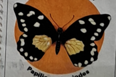 s54